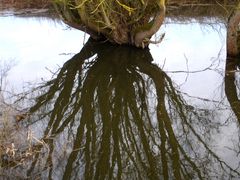 Alte Weide in der wasserreichen Elbauenlandschaft