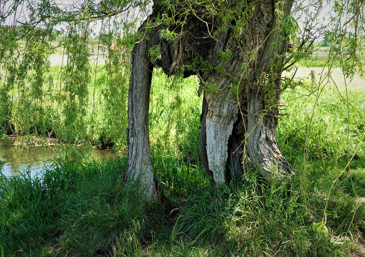 Alte Weide mit Durchblick