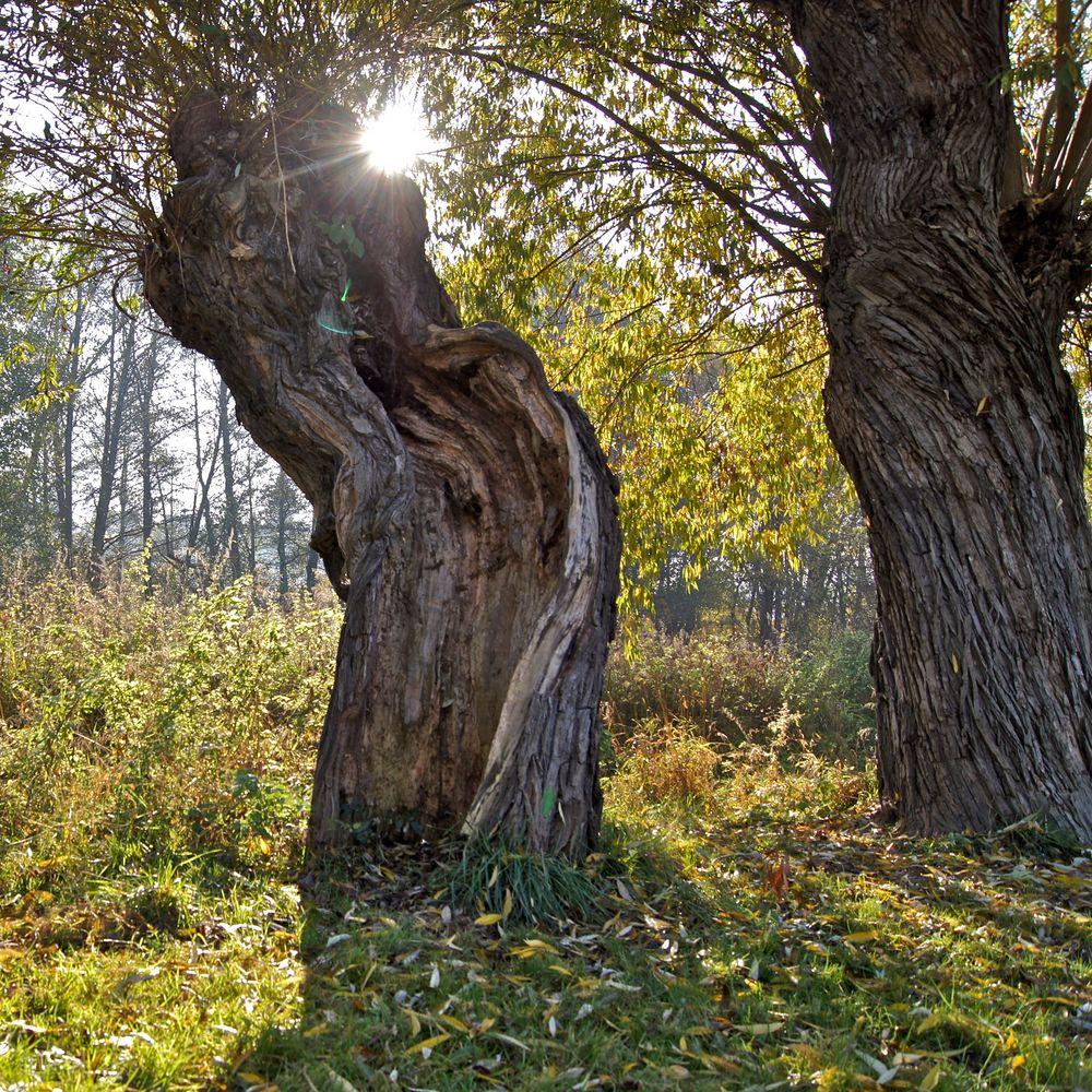 alte Weiden am Kaitzbach (2)