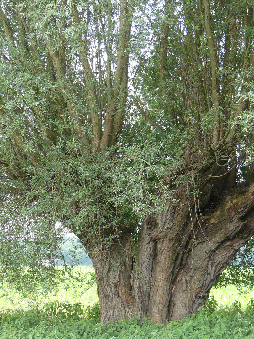 Alte Weiden am Niederrhein