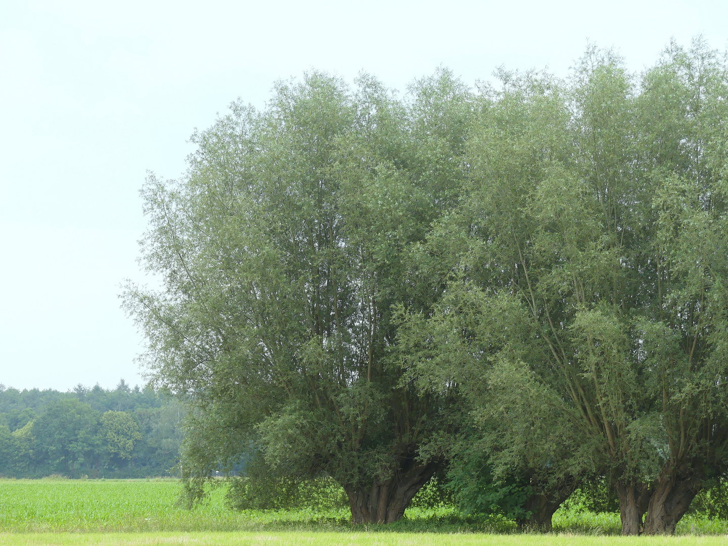 Alte Weiden am Niederrhein