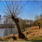 alte Weiden am See