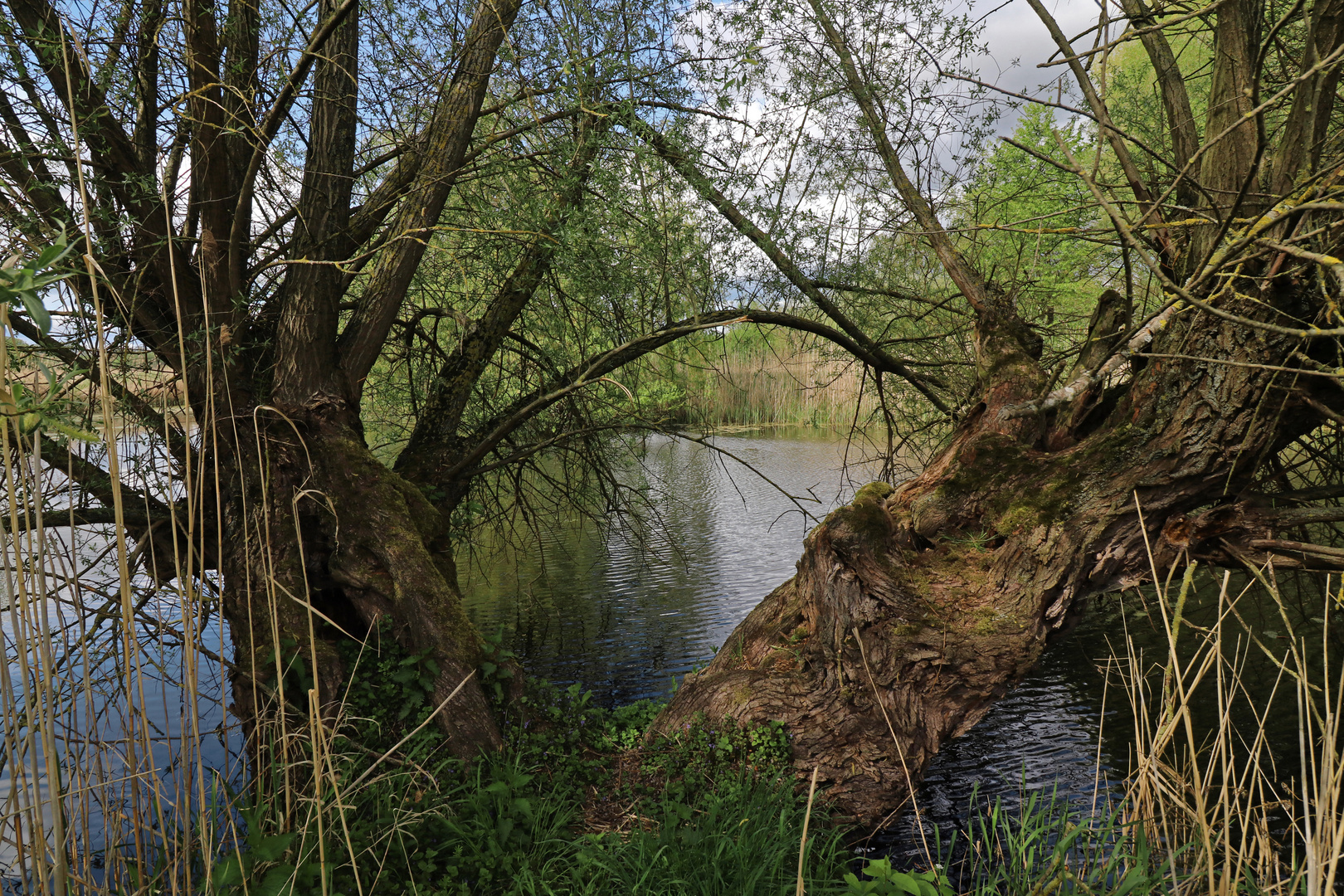 Alte Weiden am Teich