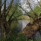 Alte Weiden am Teich