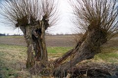 alte Weiden am Wegesrand