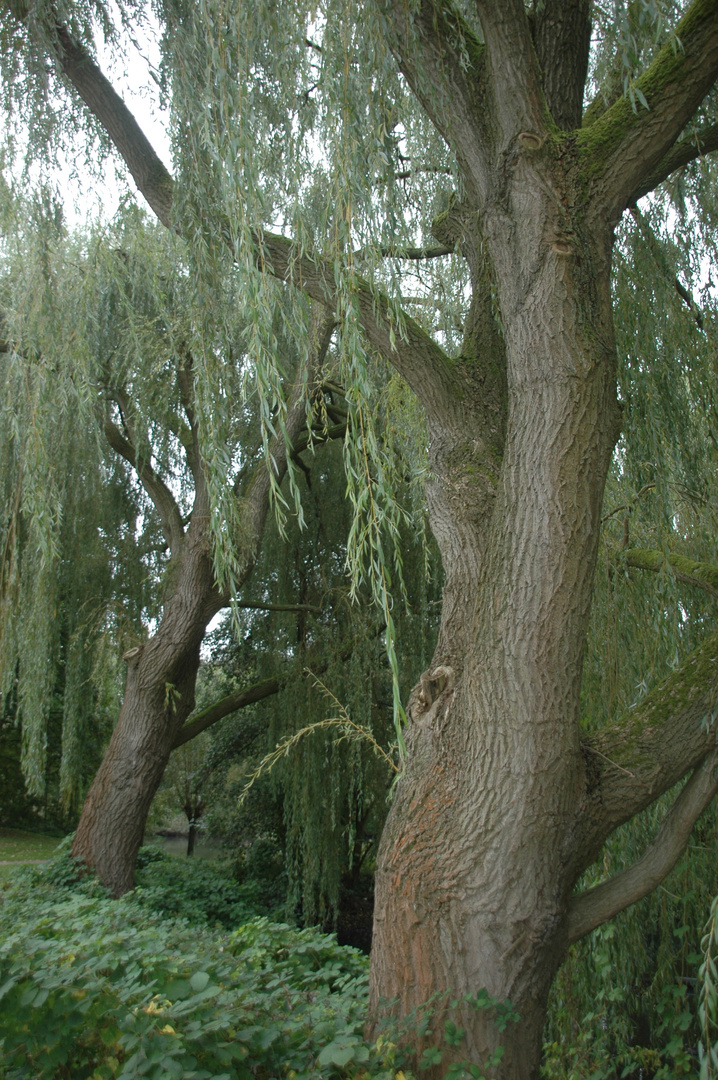 Alte Weiden am Ziegelteich in Bahrenfeld