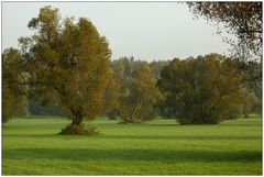 Alte Weiden im Morgenlicht 3