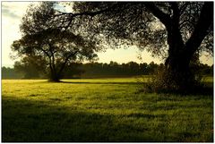 Alte Weiden im Morgenlicht