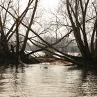 alte Weiden -Zeitzeugen- an der Elbe