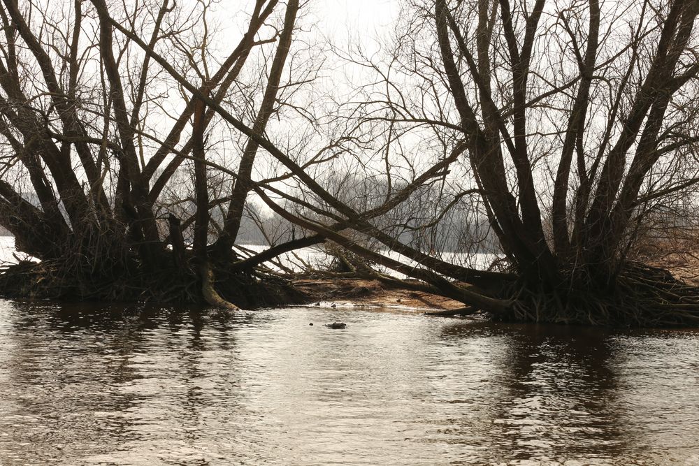 alte Weiden -Zeitzeugen- an der Elbe