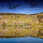 Alte Weinberge im Maintal