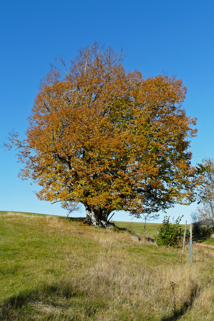 Alte Winterlinde im Herbst