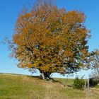 Alte Winterlinde im Herbst