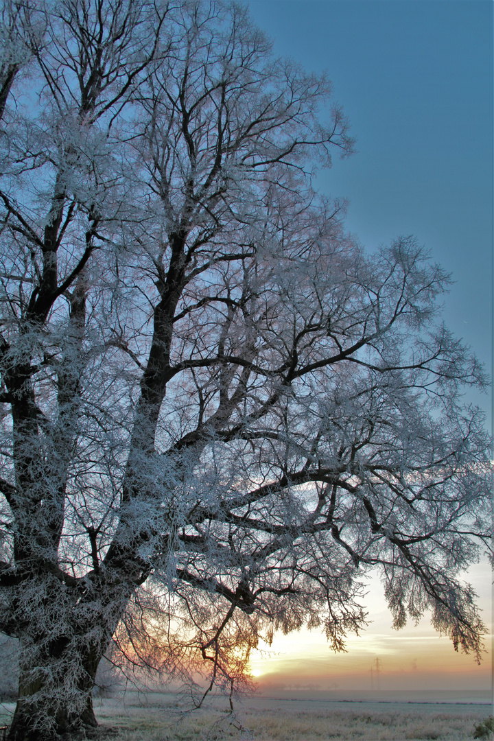 Alte Winterlinde - vom Sonnenaufgang geküsst