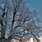 Alte Winterlinde - vom Sonnenaufgang geküsst