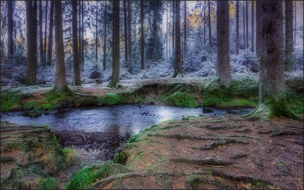 Alte Wurzeln am Silberbach Foto & Bild wasser_flüsse_bäche