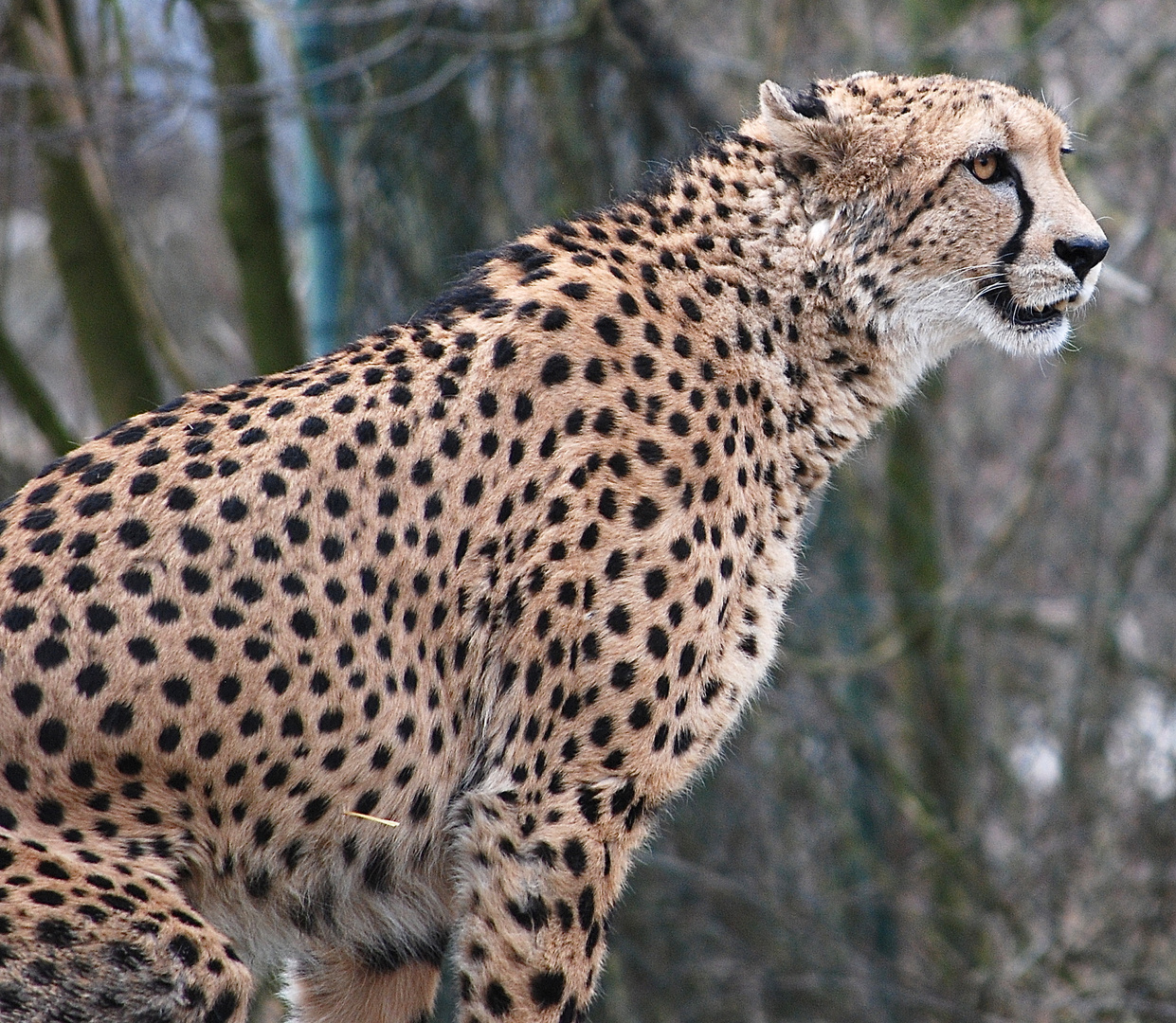 alte Zeiten im Tierpark Hellabrunn Gepard