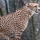 alte Zeiten im Tierpark Hellabrunn Gepard