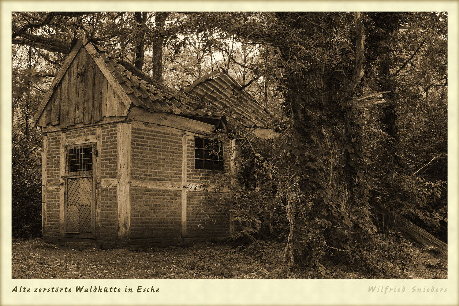 Alte zerstörte Waldhütte in Esche