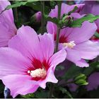 Alteas, hibiscus du jardin 