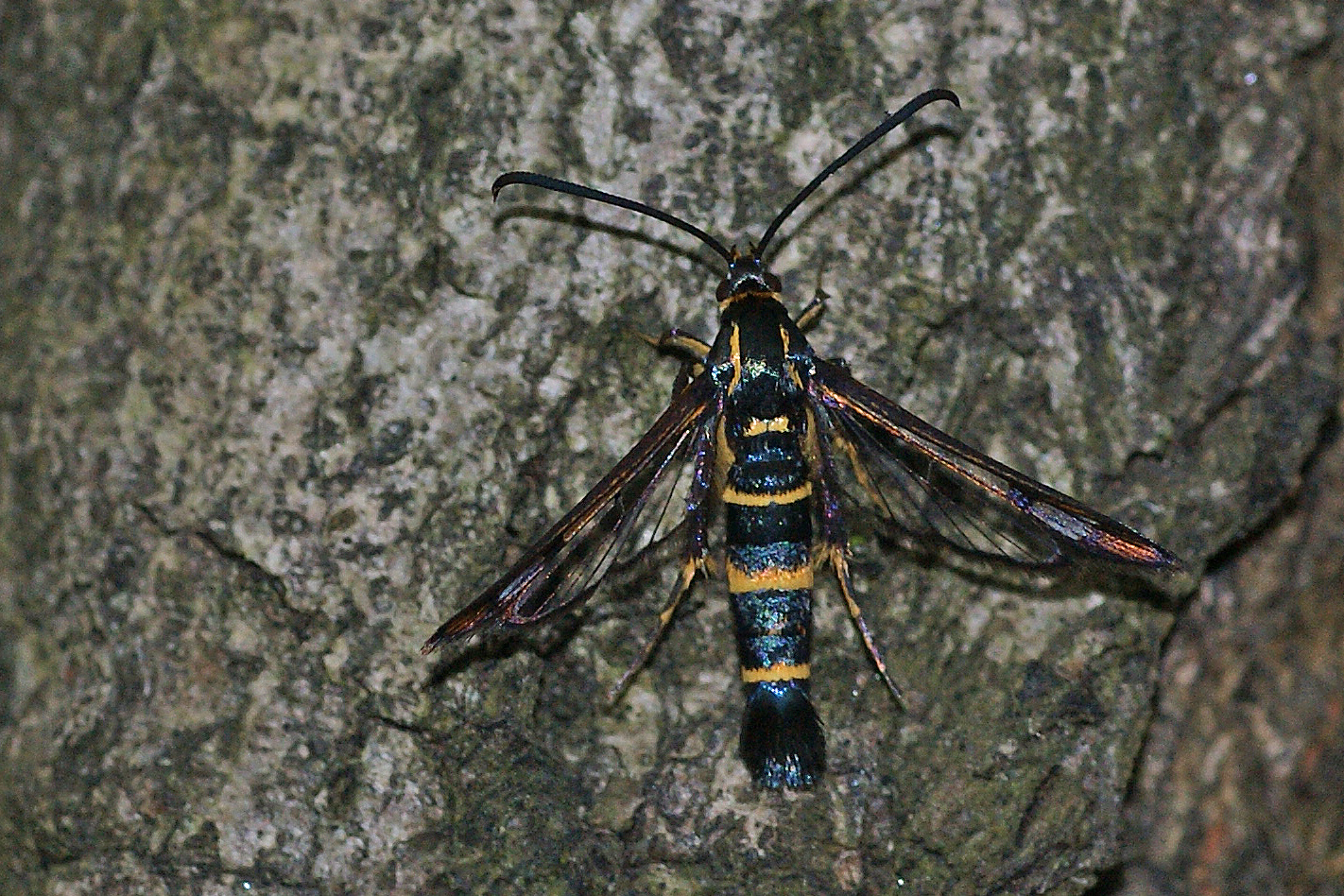 Alteichen-Glasflügler (Synanthedon conopiformis)