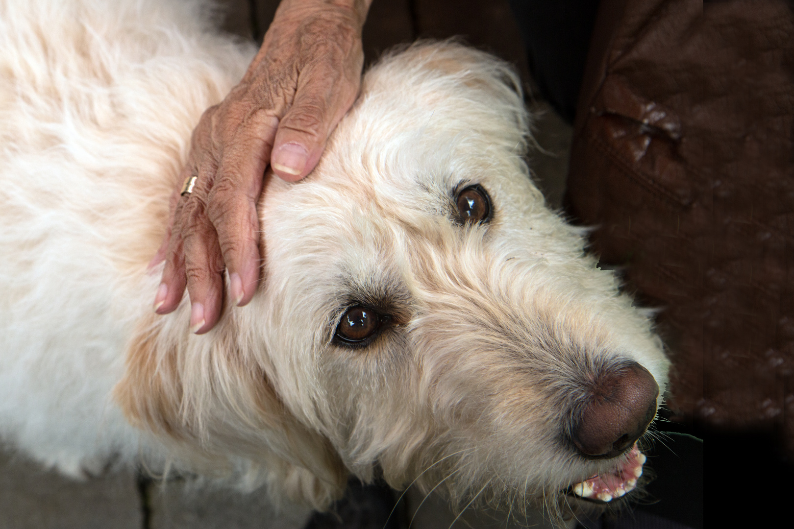 Altenheim und Hunde