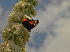 Alter Admiral auf frisch erblühtem Sommerflieder - kein Seemannsgericht in der Offiziersmesse!