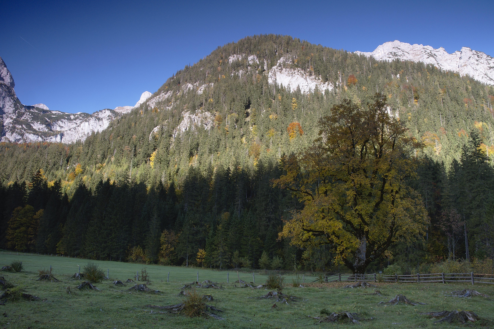 Alter Ahorn im Klausbachtal.