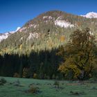 Alter Ahorn im Klausbachtal.