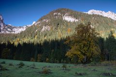 Alter Ahorn im Klausbachtal.