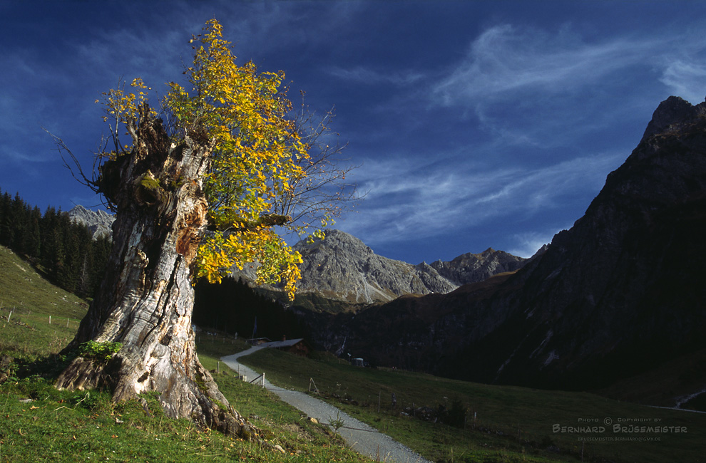 alter Ahorn im Kleinwalsertal