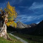 alter Ahorn im Kleinwalsertal