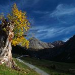 alter Ahorn im Kleinwalsertal