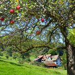 Alter Apfelbaum