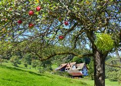 Alter Apfelbaum