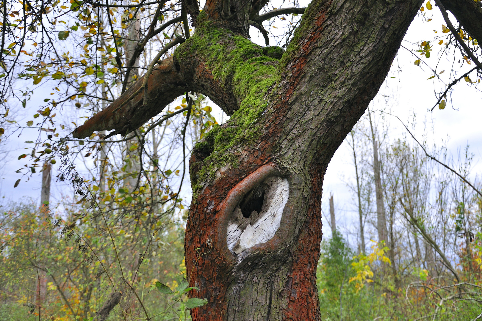 Alter Apfelbaum