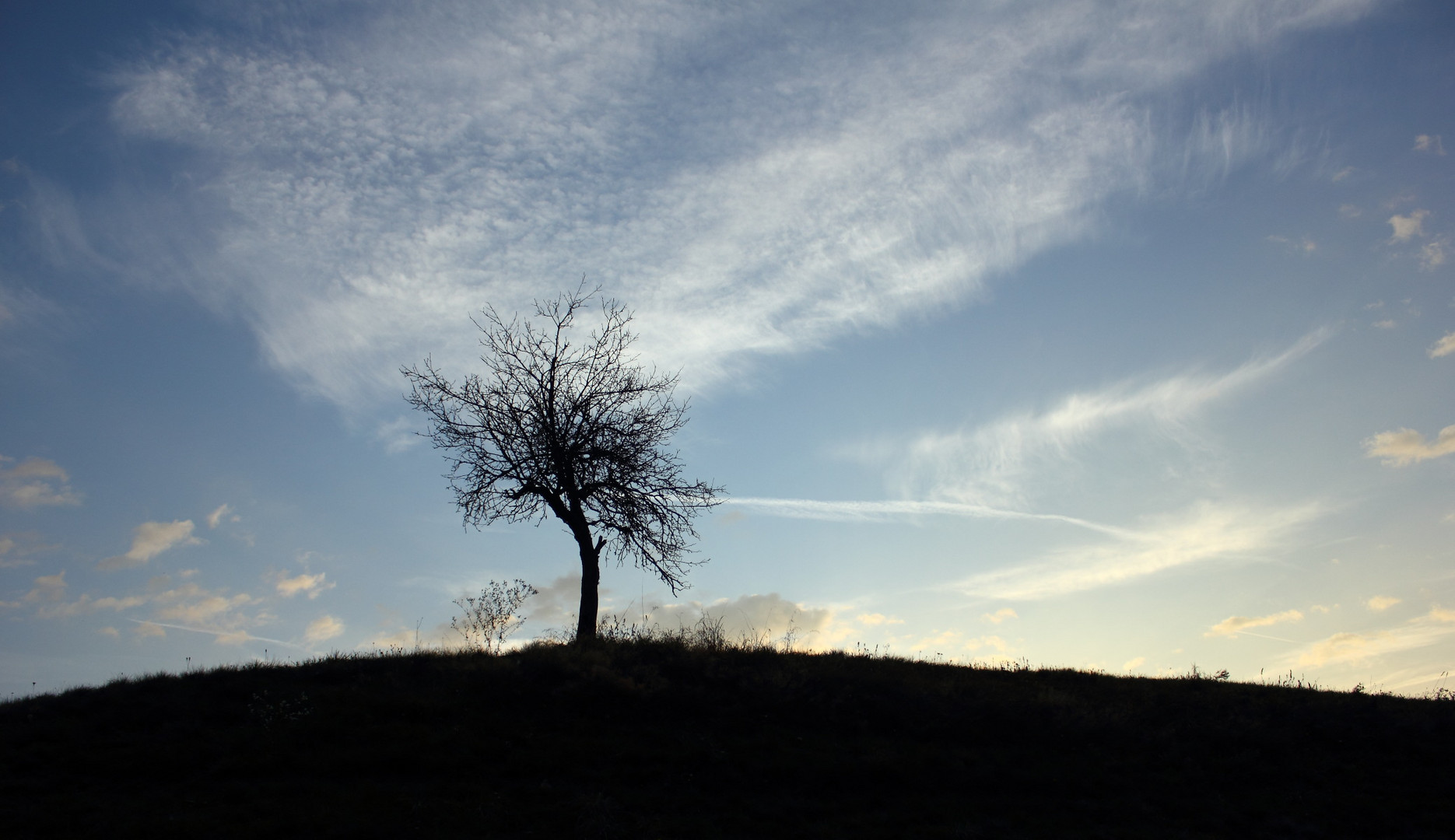 Alter Apfelbaum