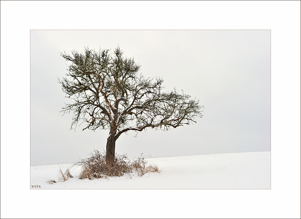 alter Apfelbaum ....