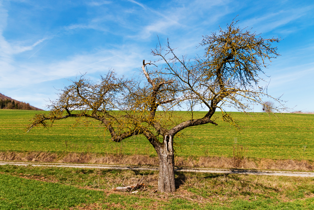 Alter Apfelbaum Foto & Bild pflanzen, pilze & flechten, landschaft