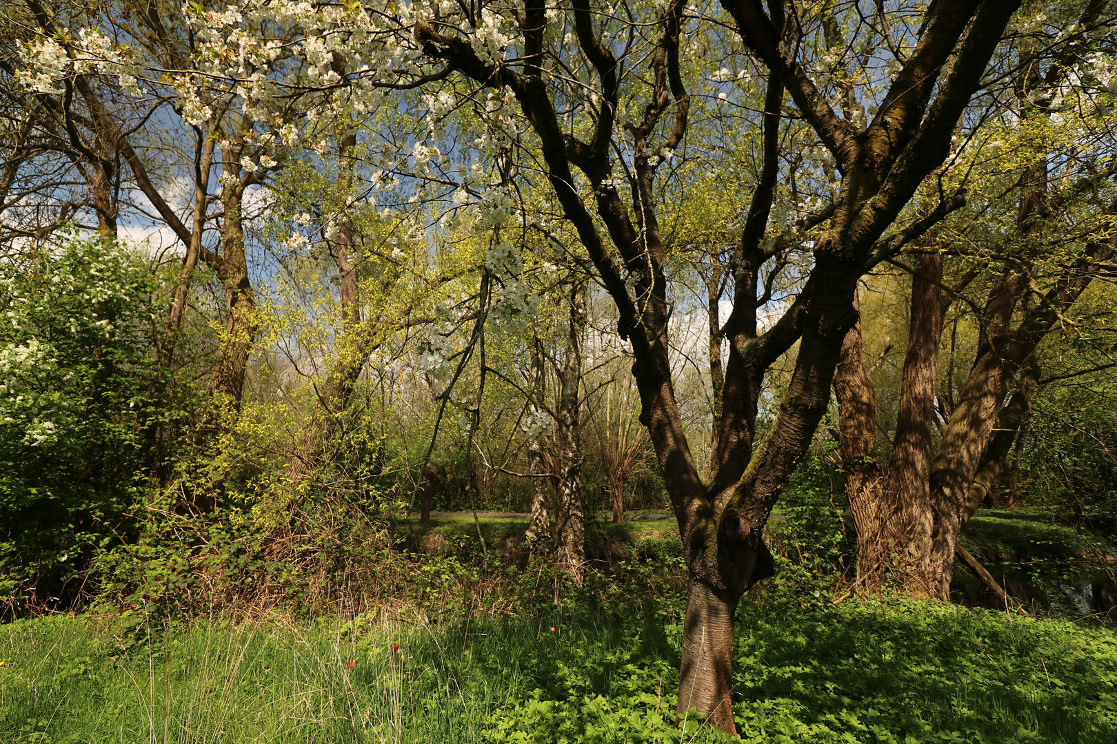 Alter Apfelbaum