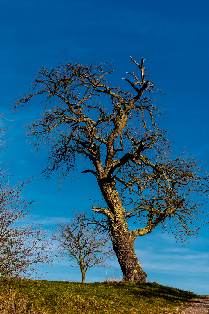 Alter Apfelbaum im Dezember