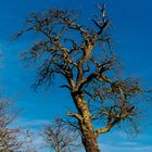 Alter Apfelbaum im Dezember