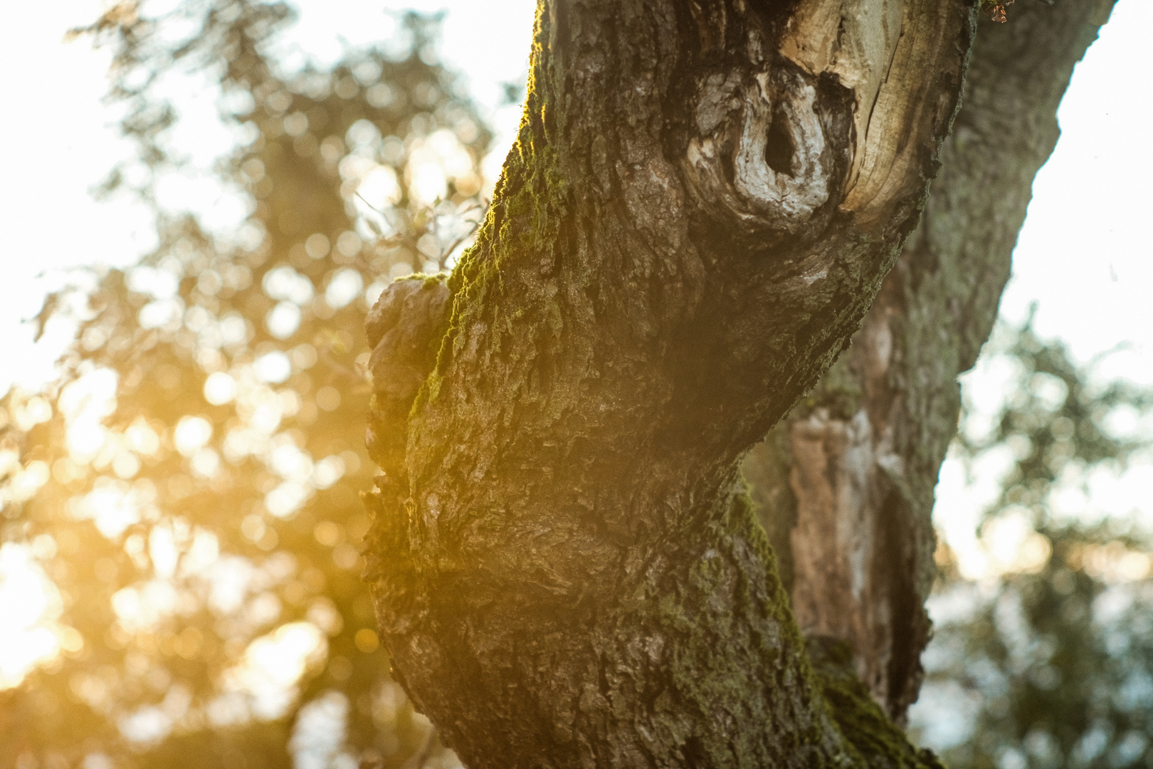 Alter Apfelbaum im Gegenlicht