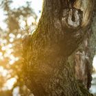 Alter Apfelbaum im Gegenlicht