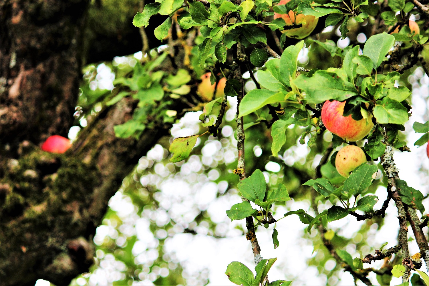 Alter Apfelbaum im Licht