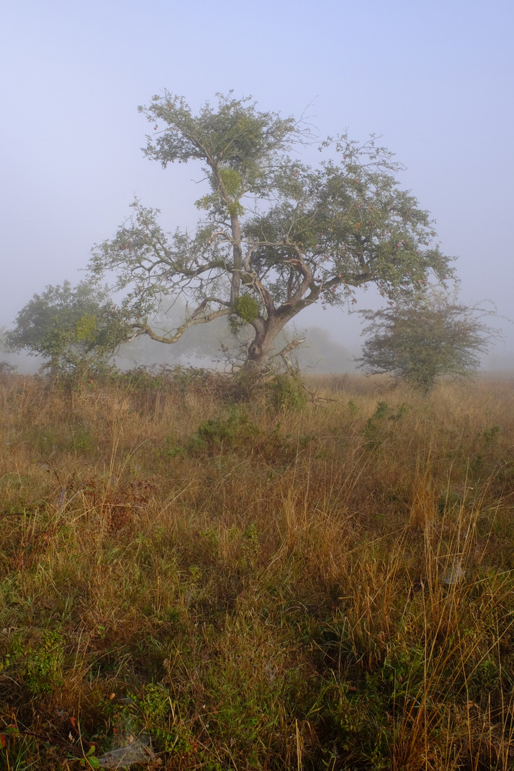 Alter Apfelbaum im Nebel