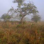 Alter Apfelbaum im Nebel