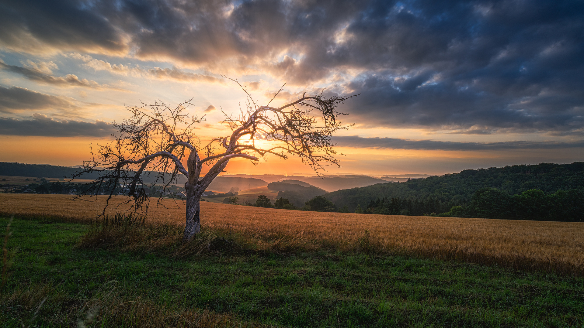 Alter Apfelbaum im Sonnenaufgang