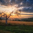 Alter Apfelbaum im Sonnenaufgang