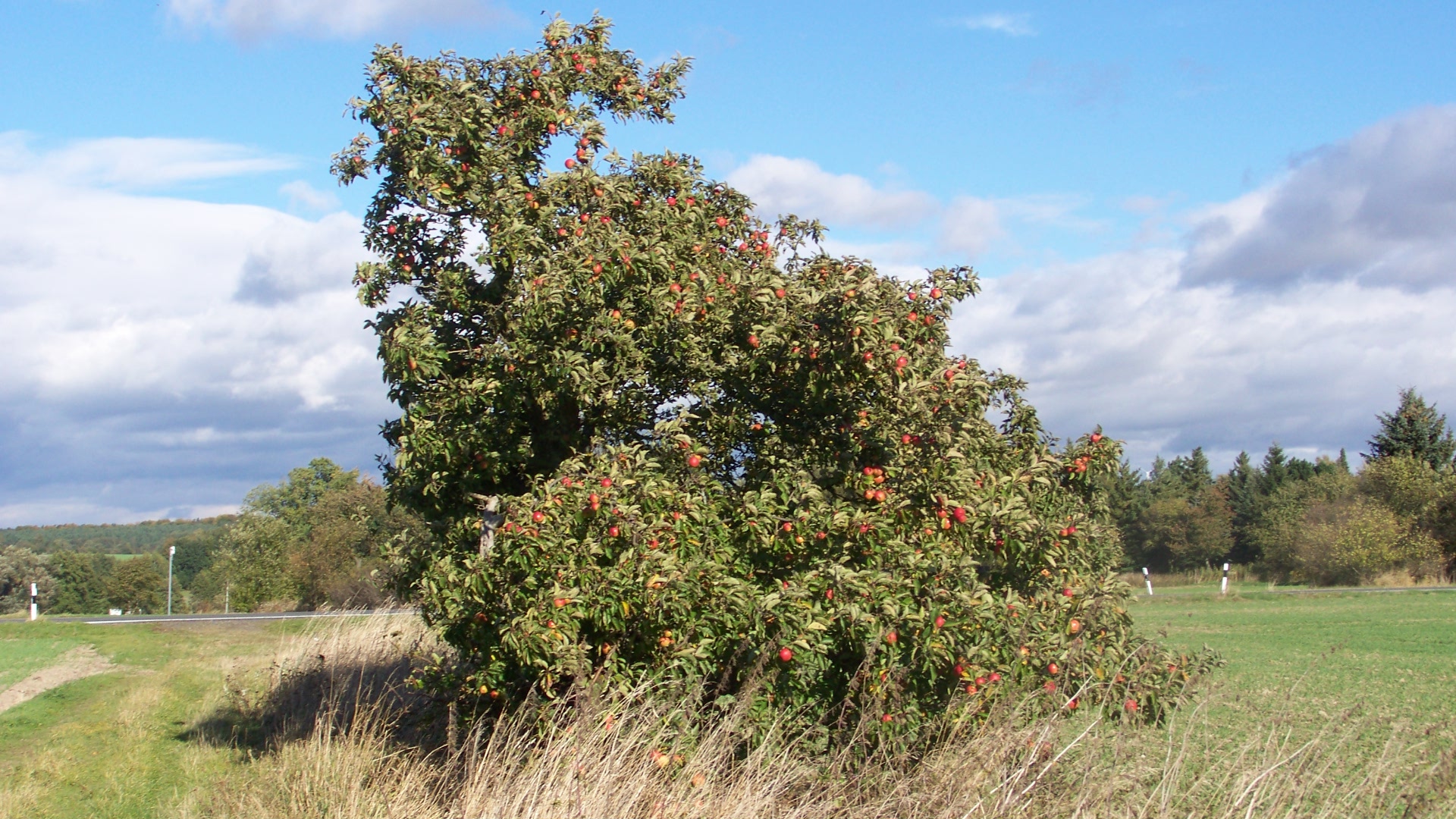 Alter Apfelbaum/ le vieux pommier